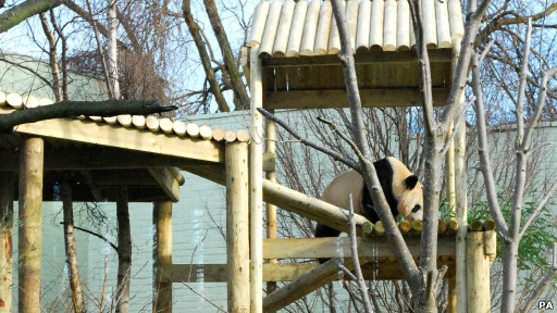 英國留學:大熊貓嬉戲攀爬架盡顯身手1