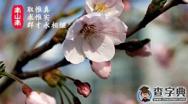 石大版《南山南》,把石大唱給你聽!29