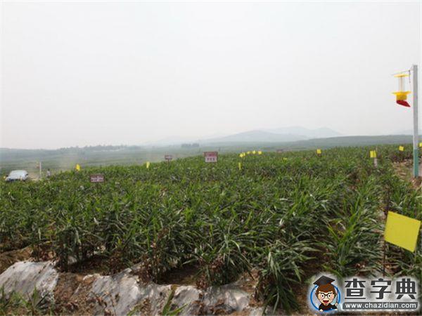 山大學子赴臨沂調研“互聯網+農業”1