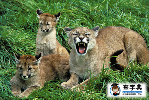 華盛頓州立大學吉祥物——美洲獅4