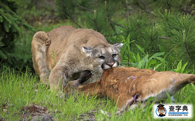 華盛頓州立大學吉祥物——美洲獅3