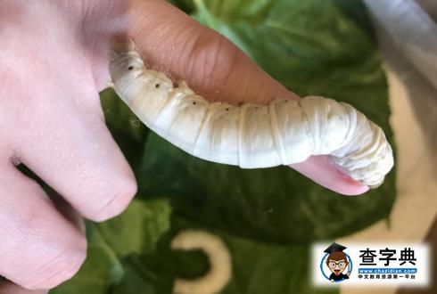 陳喬恩還有這特殊癖好 養蠶放手上 網友:你開心就好1