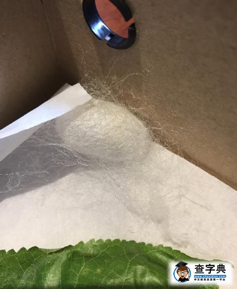 陳喬恩還有這特殊癖好 養蠶放手上 網友:你開心就好2